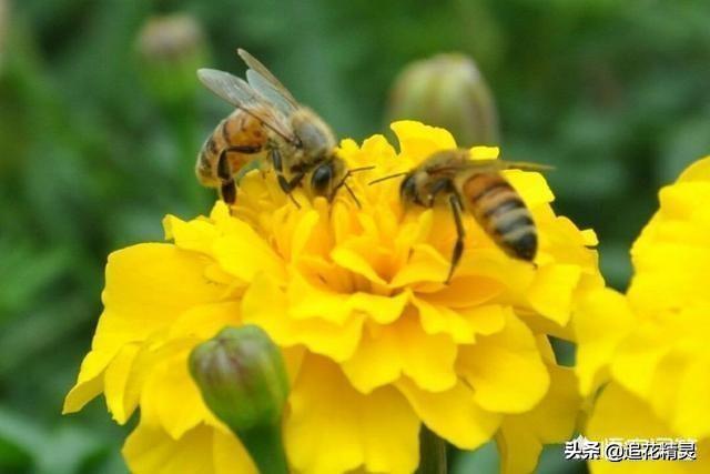 缉毒犬:嗅探蜜蜂可以代替缉毒犬吗？