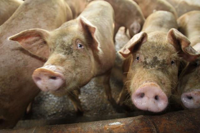 低温季节养猪人如何防控猪流感？