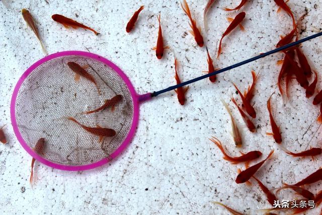 为什么养不活金鱼，在小摊上买的金鱼很难养活是什么原因？