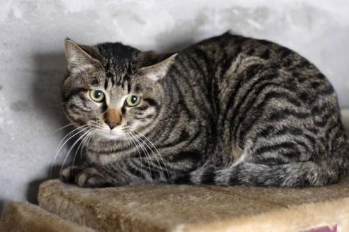 非纯种猫:怎样区分狸花猫的纯种和非纯种？