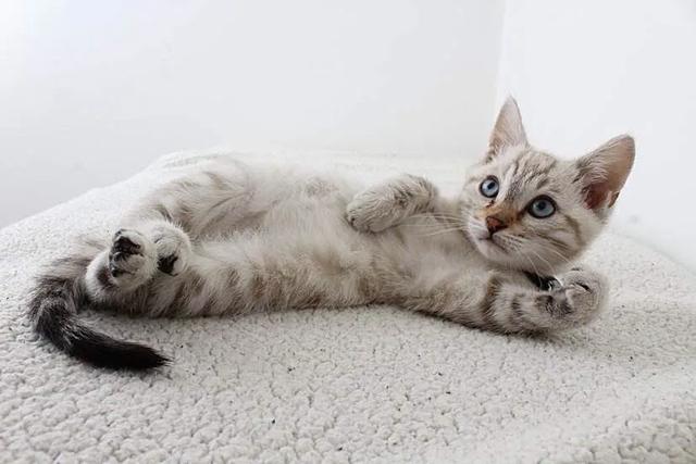 猫咪脾气不好怎么办:猫咪突然变得很狂躁的原因有哪些？