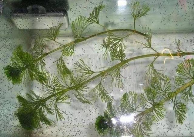 视频 非水草的鱼缸千万别养水草 否则除了后悔就是后悔 哪种水草不能放到鱼缸里 Www Ihua5 Cn