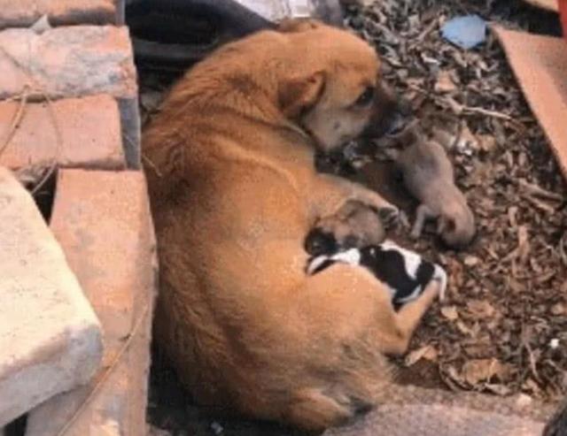 狗狗秘闻纪录片有流浪狗吗:为什么街头罕见流浪狗死去的尸体？