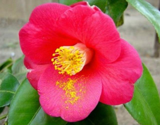 头条问答 茶花有几种品种 哪个最好 13个回答