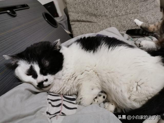 小狗睡觉翻白眼图片:猫咪奴才们，主子睡觉有时睁一只眼闭一只眼，谁知道是为什么呢？ 小狗睡觉翻白眼是怎么回事