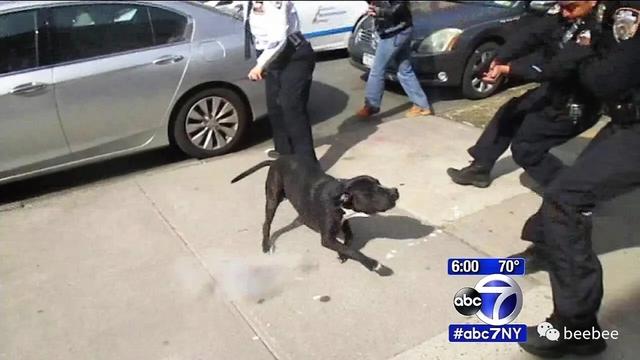 狗咬人图片:为什么恶犬伤人事件频发？