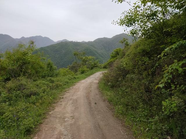 新藤惠美:地里长了许多葛根藤，怎么清除？