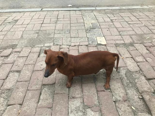 狗狗什么时候开始认主？插图32