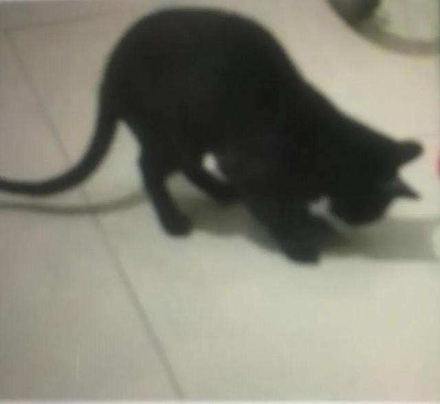 收养流浪猫 弓形虫:宿舍楼下的流浪猫全靠学生买香肠喂养，我可以找人领养吗？