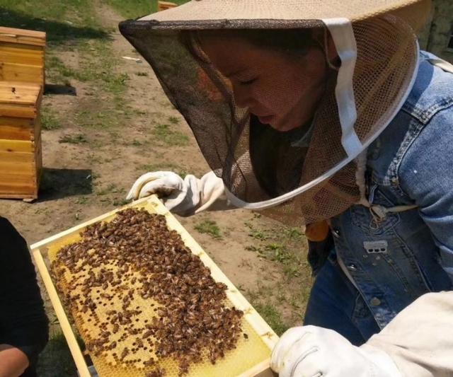 红色吸蜜鹦鹉会说话么:外界大流蜜，蜜蜂会吃储存的蜂蜜吗？