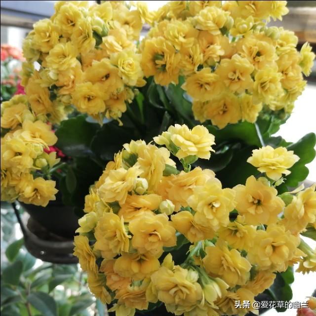 假昙花和蟹爪兰哪个好养:家养的花里，哪些花最好养？