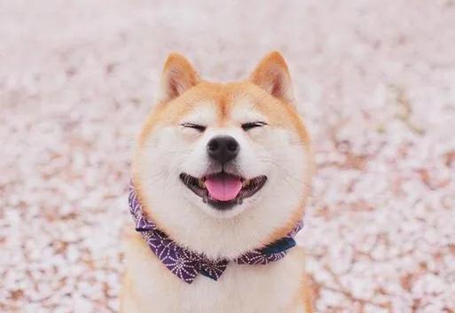 柴犬优缺点 柴犬优缺点:养柴犬好吗？你养过柴犬吗？ 母柴犬和公柴犬撒狗粮