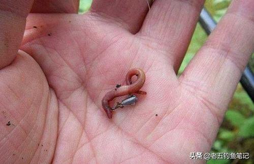 可以钓鱼红虫怎么养:红虫钓饵一年到头都可以用吗？