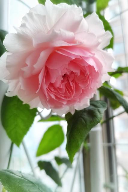 月季花品种介绍:月季花的品种都有哪些 盆栽月季花用什么品种好？