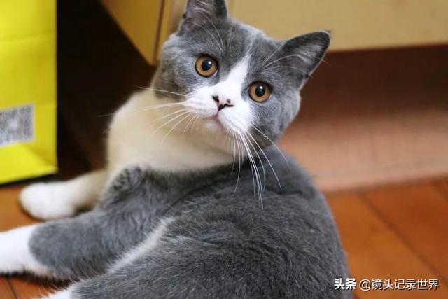 宠物图片:宠物图片大全可爱 如何拍摄展现飞禽走兽及家养宠物活泼可爱？