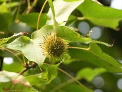 枫香树叶提取物:农村常见的香椿树皮有什么用途？