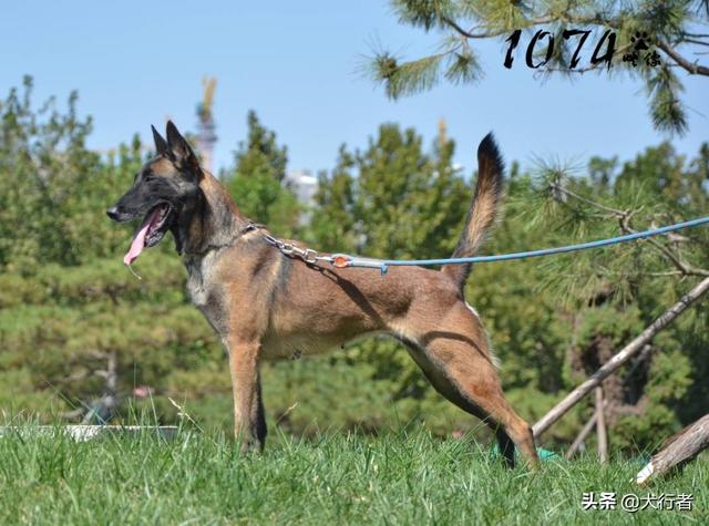 大型比利时玛利诺犬图片:为什么大家都不太敢养马犬？
