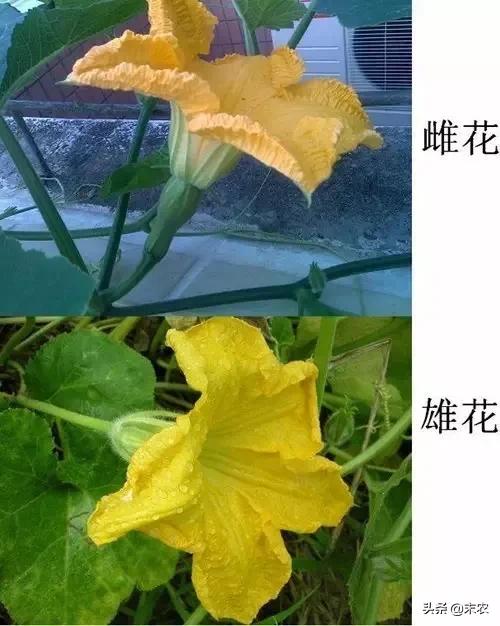 南瓜雌花开了雄花没开怎么授粉 头条问答