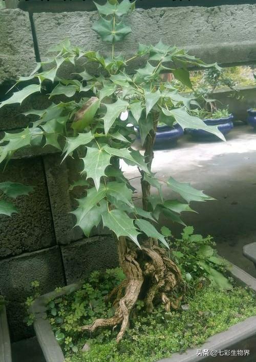 十大功劳果实能吃吗,这植物叫什么,果实可以吃吗(图1)