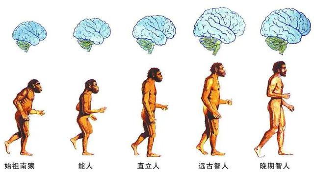 孩子和猫咪的图片大全:一岁的猫比一岁的小孩谁更聪明？