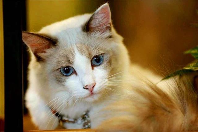 猫窝:猫窝图片 用泡沫箱做个小窝，适合小猫用吗？为什么？
