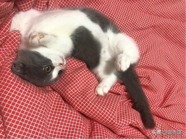支付宝为什么猫咪能像液体:猫吐白色的液体是怎么了？