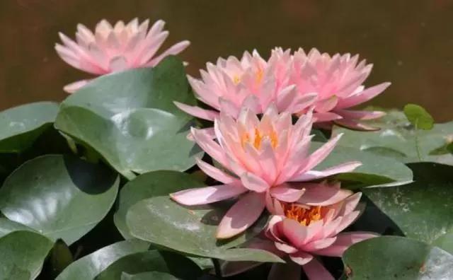 头条问答 怎样让缸养莲花年年开花 用户我是兰姐的回答 0赞