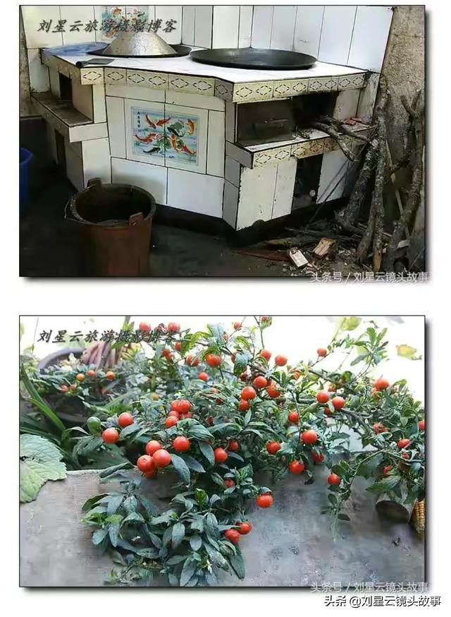先生 肥狗 胖丫头:俗语：“五树进宅，人穷家败”五树指的啥？这句话有道理吗？