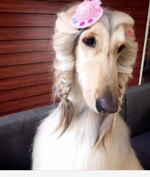 阿富汗猎犬,你对这种犬了解多少？该犬种好饲养吗,该注意些什么？