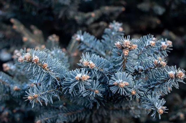 关于24节小雪节气的手抄报大全