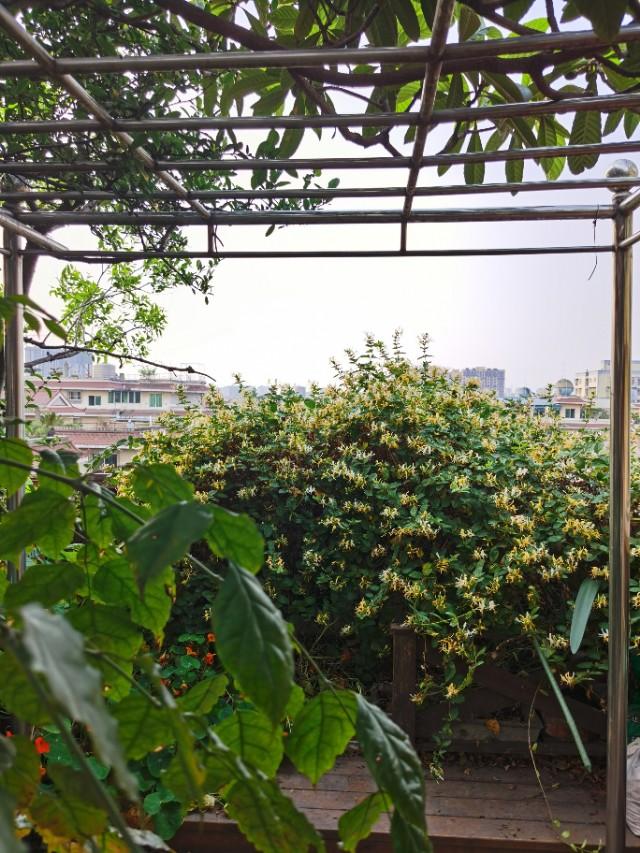 宽叶不死鸟:三角大叶叶边有小岁花容易掉落是什树？
