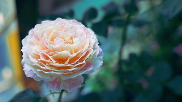 月季花品种介绍:月季花的品种都有哪些 盆栽月季花用什么品种好？