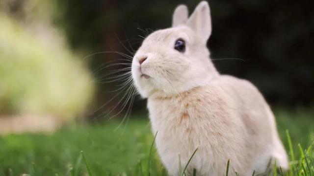 兔粮 球虫:兔子腹泻怎么治疗？兔子拉稀要给他停食吗？