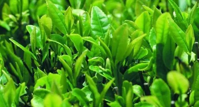 茶叶一般是指绿茶吗？