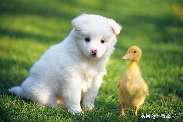 狗和狼的DNA一样吗？插图36