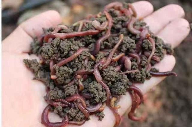 蚯蚓吃什么食物腥味大:蚯蚓吃什么？怎么样生小蚯蚓？