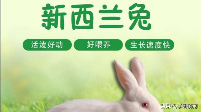 如何科学养兔子？