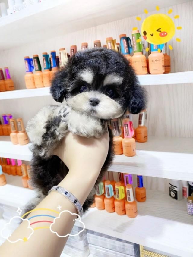 头条问答 - 泰迪幻影色怎么回事?(4个回答)