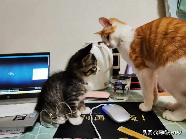 狗狗心事2下载:为什么有人拍一拍家里的狗/猫，就能有几百万粉丝？