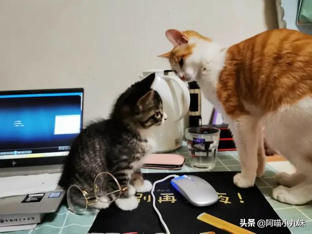 藏獒壁纸下载:为什么有人拍一拍家里的狗/猫，就能有几百万粉丝？