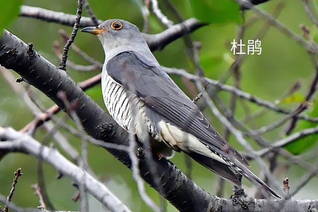 头条问答 - 布谷鸟不就是斑鸠吗?(3个回答)