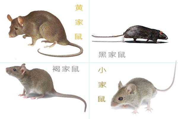 旅途中让您最震撼的景物是什么？