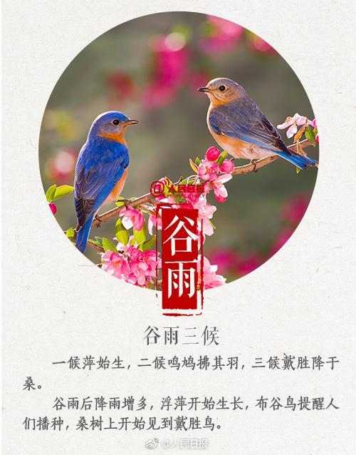 农村谚语谷雨难得雨是什么意思