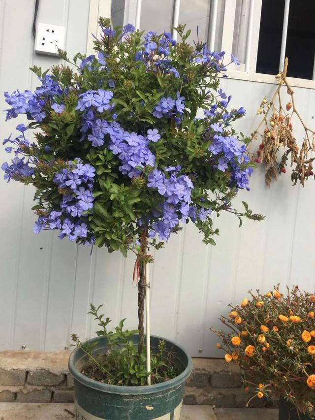 头条问答 - 蓝雪花棒棒糖怎么做?(5个回答)