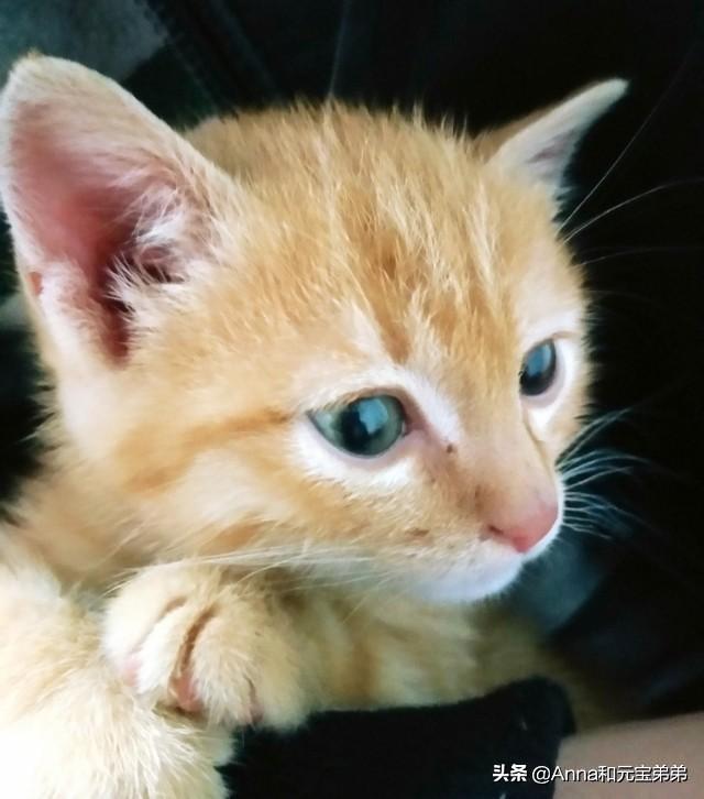 橘猫:大橘猫为何感觉广受欢迎？
