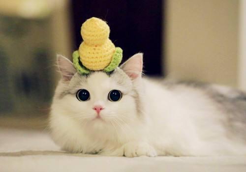江苏布偶猫园:现在养布偶猫的人多吗,好养吗？