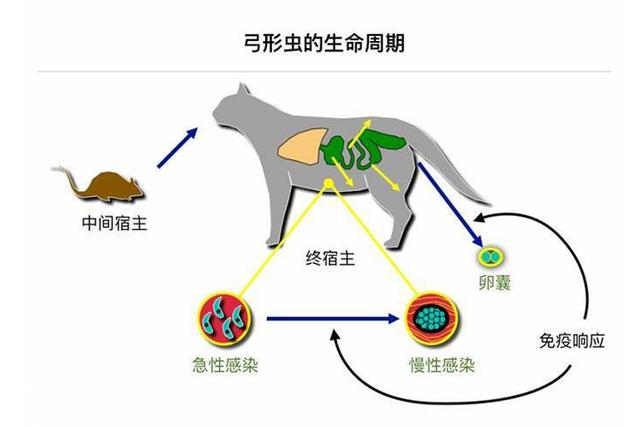 猫咪弓形虫疫苗打几针:听说猫身上有弓形虫，饲养者会被传染吗？ 猫咪弓形虫疫苗多久打一次