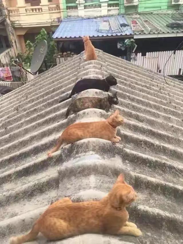 疯猫网络不锈钢:如何判断猫咪的表现是在咬你，还是在和你玩？