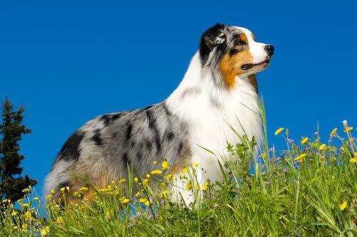 法兰德斯牧牛犬怎么样:澳洲牧羊犬一共有几种颜色？养过的人讲一下它的优缺点吧？