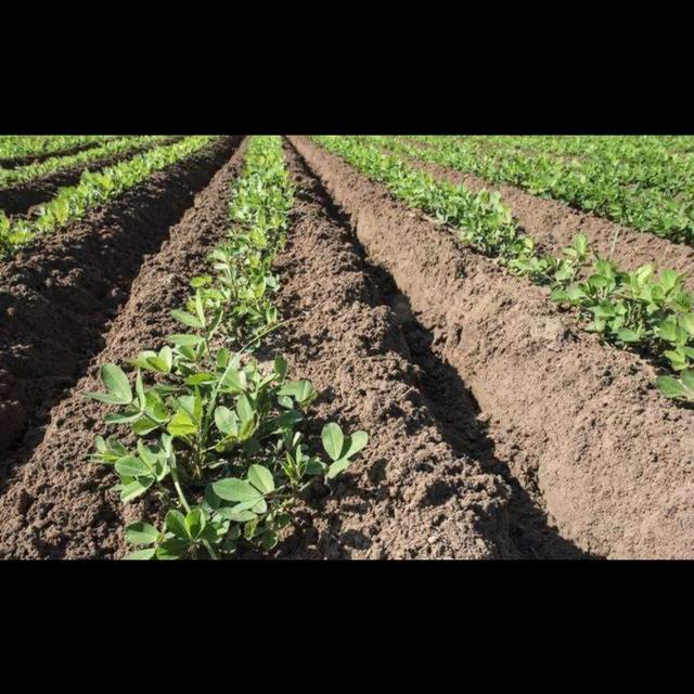 头条问答 花生一穴种几粒种子合适 怎么种 68个回答